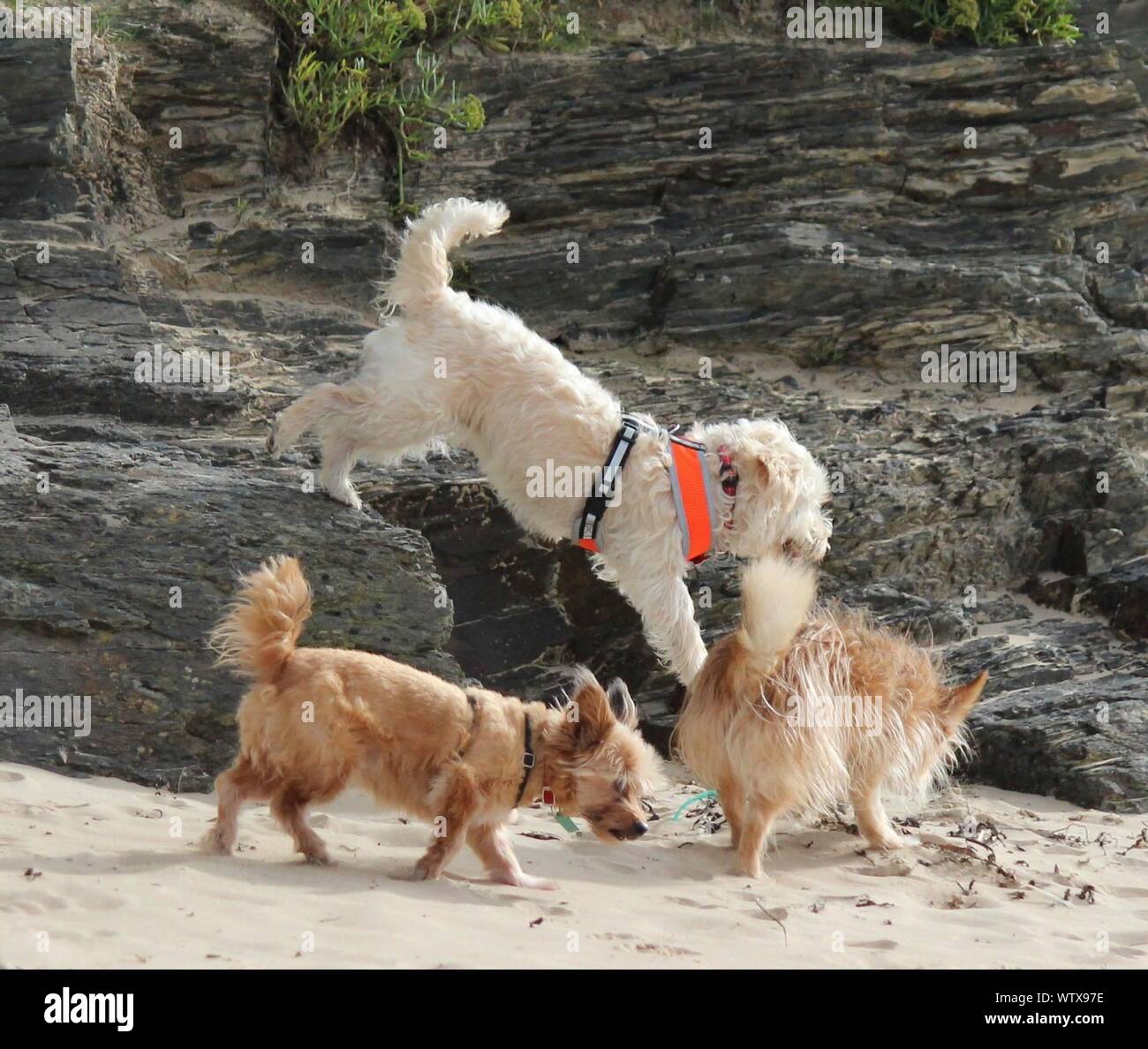 White dog wearing coat hires stock photography and images Alamy