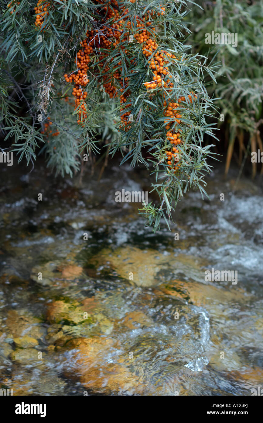 A branch of Hippophae full with berry Stock Photo