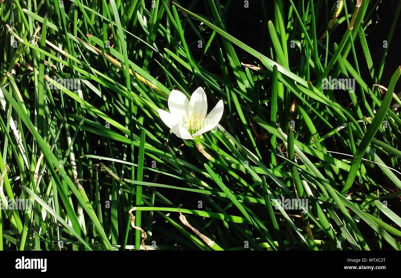 White Flower In Grass Stock Photo