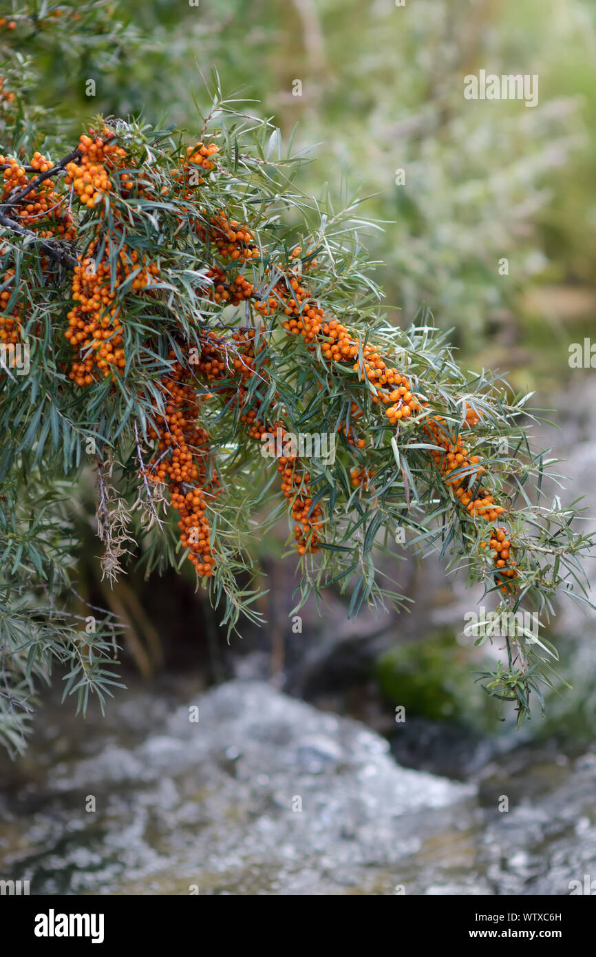 A branch of Hippophae full with berry Stock Photo