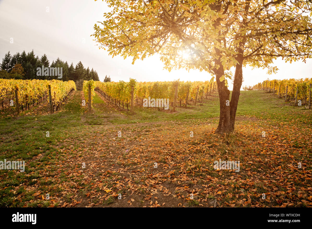Vineyard in Autumn Stock Photo