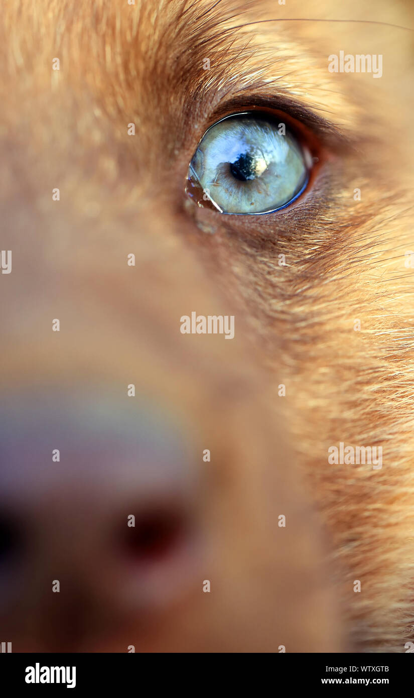 Close-up Portrait Of Brown Dog Stock Photo