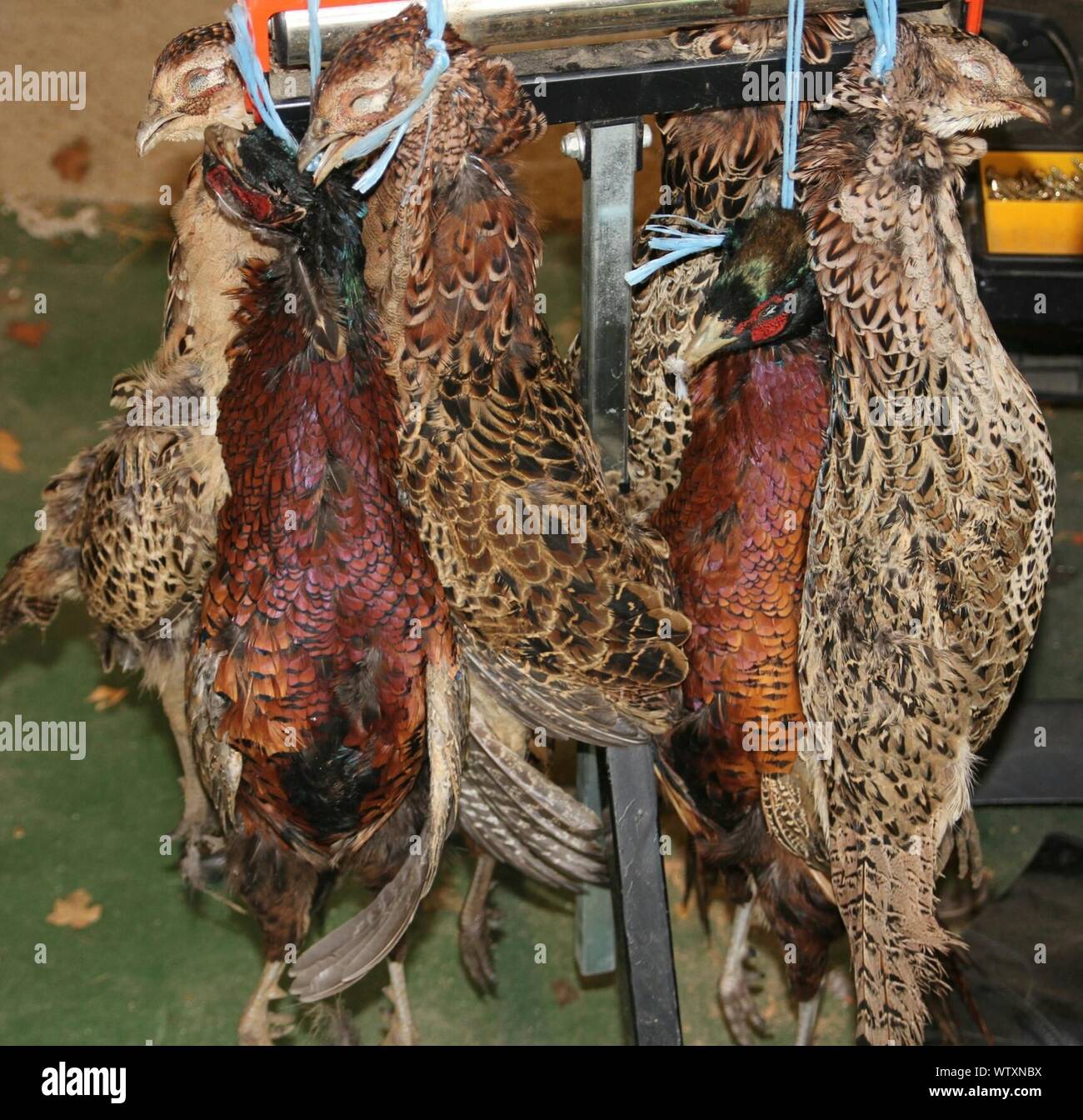 Dead Pheasants Hanging On Wood Stock Photo