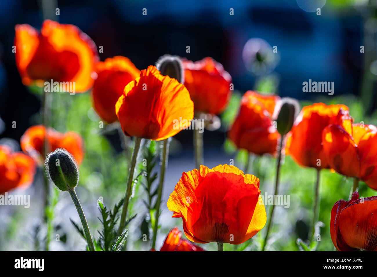 Aspen Snowmass village town in Colorado with colorful closeup of orange