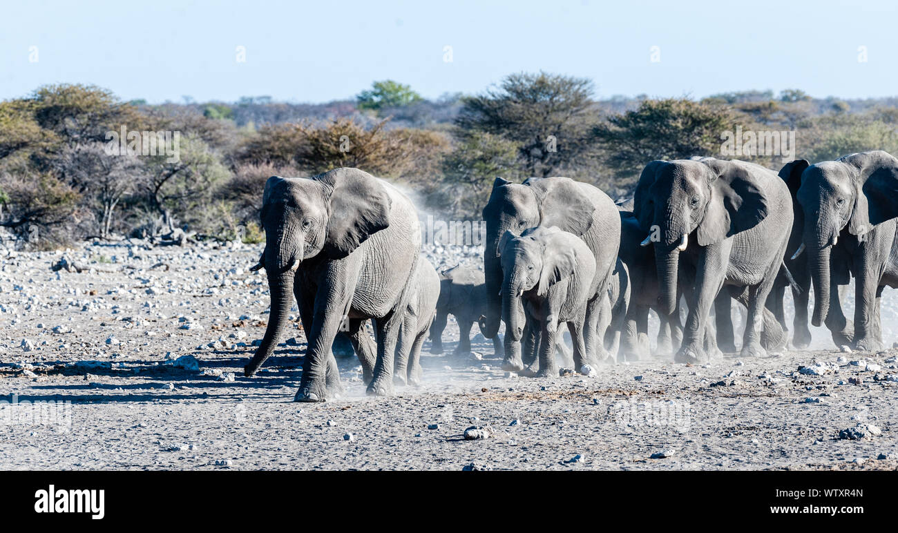A herd of African Elephant -Loxodonta Africana- is running towards a waterhole in Etosha national Park, Namibia, for drinking and taking a bath. Stock Photo