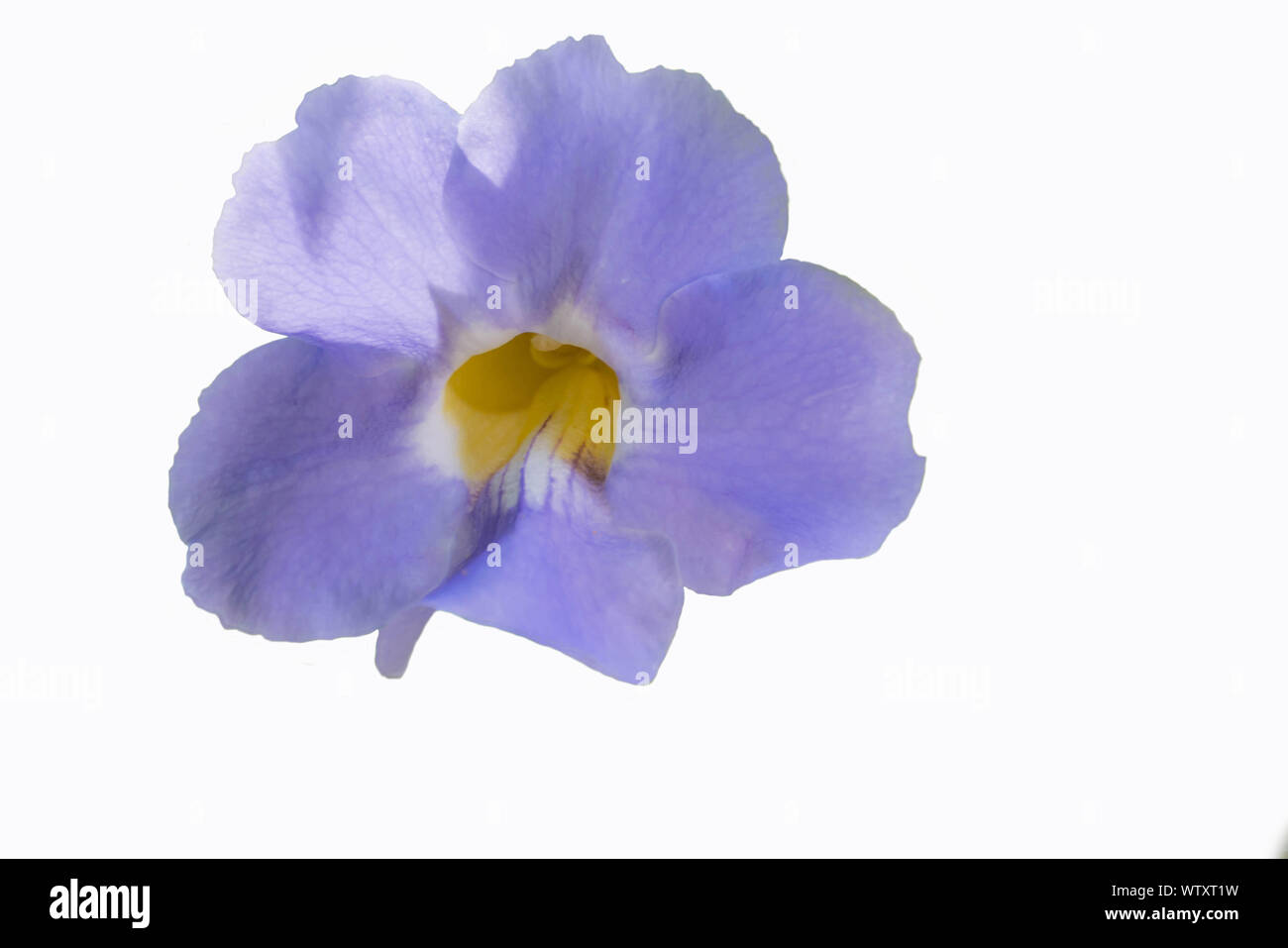 Laurel clock vine, Blue trumpet vine,Thunbergia laurifolia, Acanthaceae, flower vine with isolated white background.The herb for detoxing the body in Stock Photo