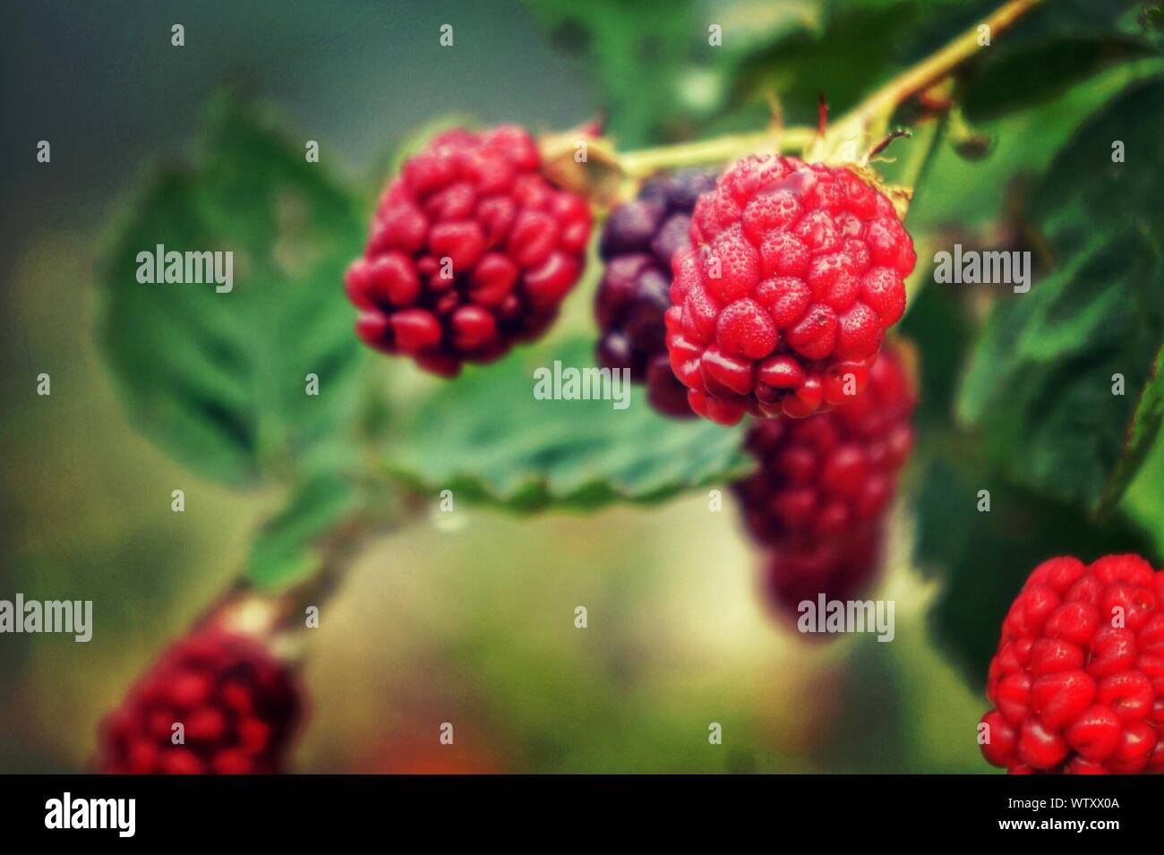 Blackberry tree hi-res stock photography and images - Alamy