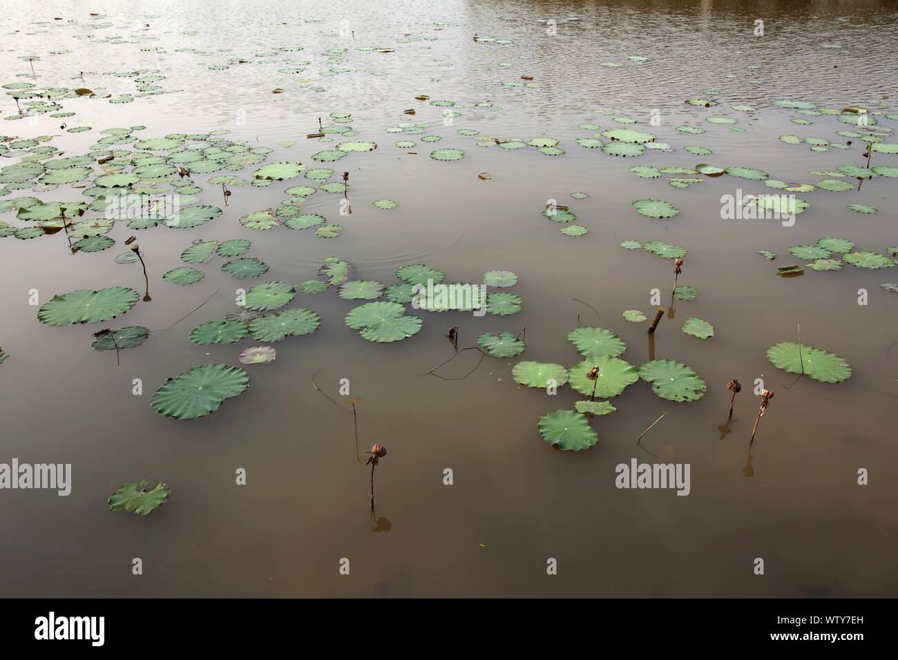 Water Lilies Floating In Pond Stock Photo Alamy