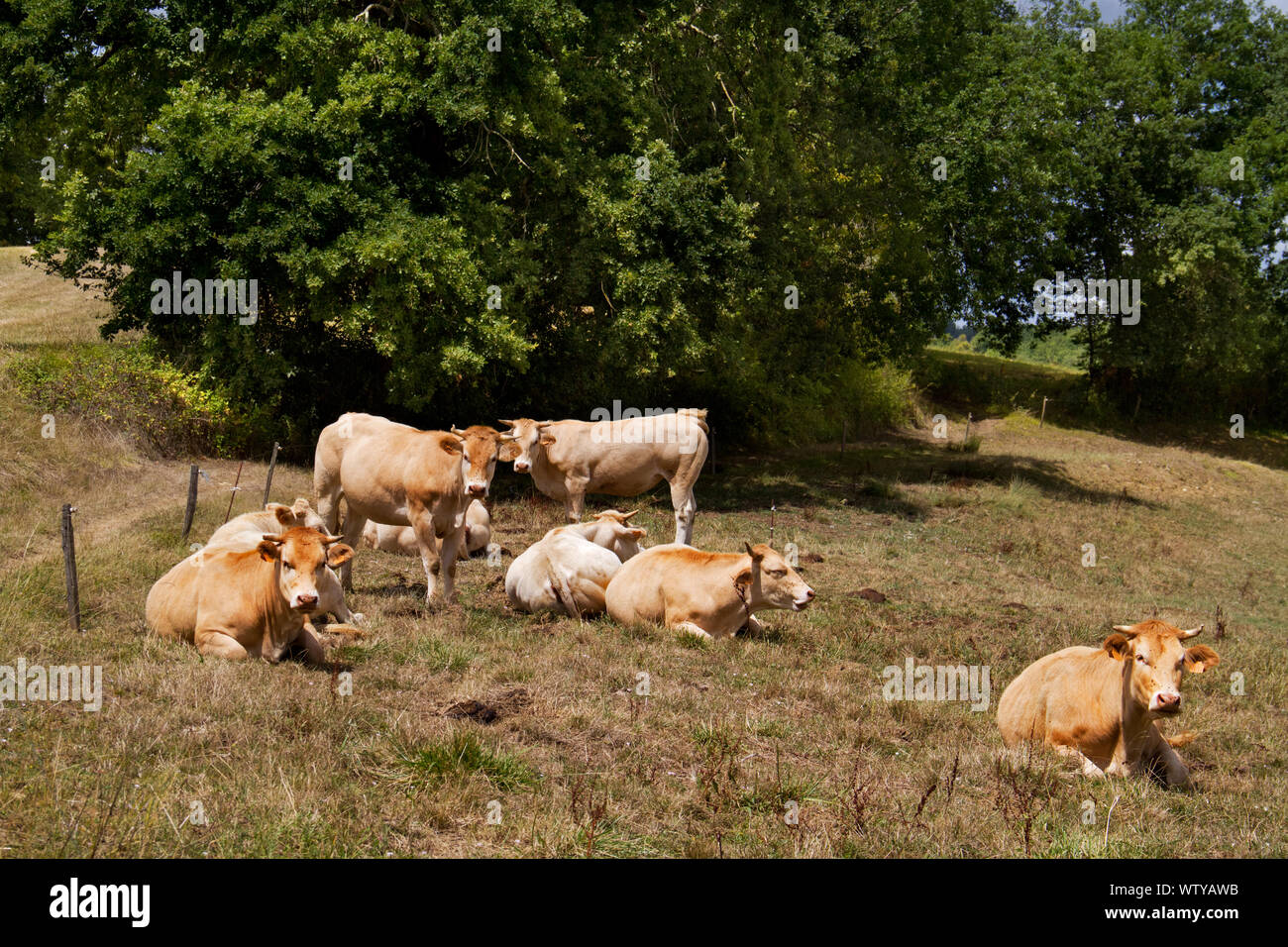 Herd of lazy brown Jersey dairy cows in a meadow in France on a hot day Stock Photo