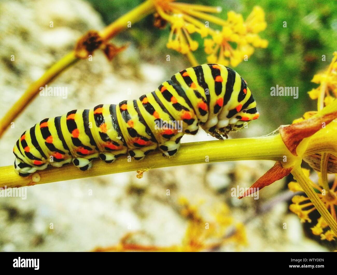 Caterpillar On Branch High Resolution Stock Photography and Images - Alamy