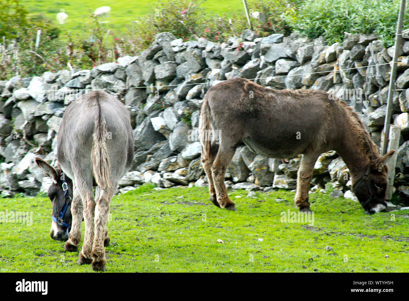 Two Donkeys Grazing In A Green Rural Environment Stock Photo