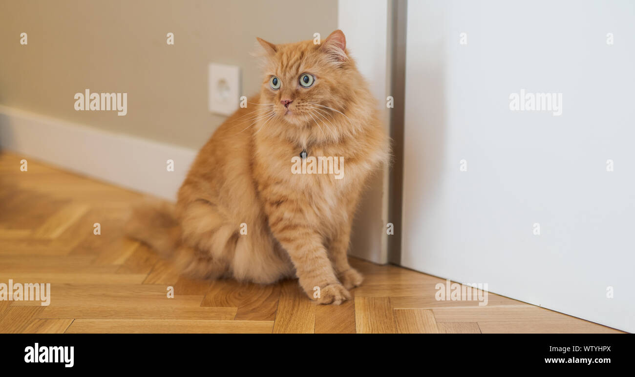 Beautiful ginger long hair cat walking around the house, sitting on the