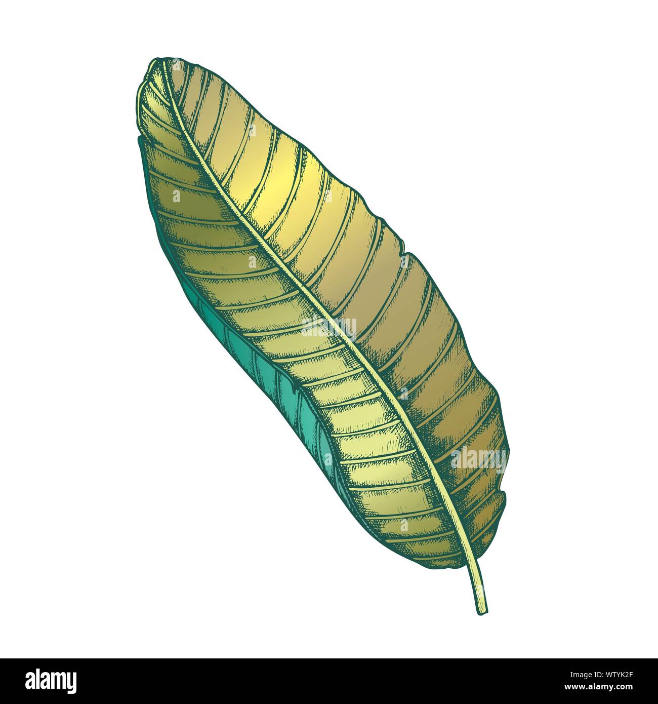 Banana Tropical Exotic Leaf Color Hand Drawn Vector Stock Vector Image ...