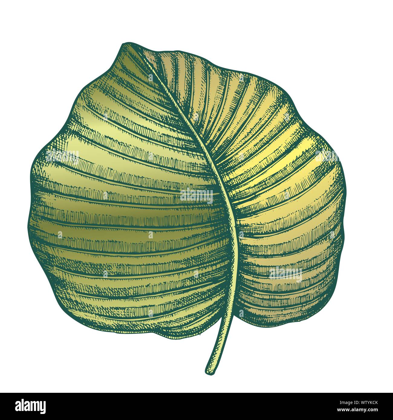 Anthurium Regale Tropical Leaf Color Hand Drawn Vector Stock Vector