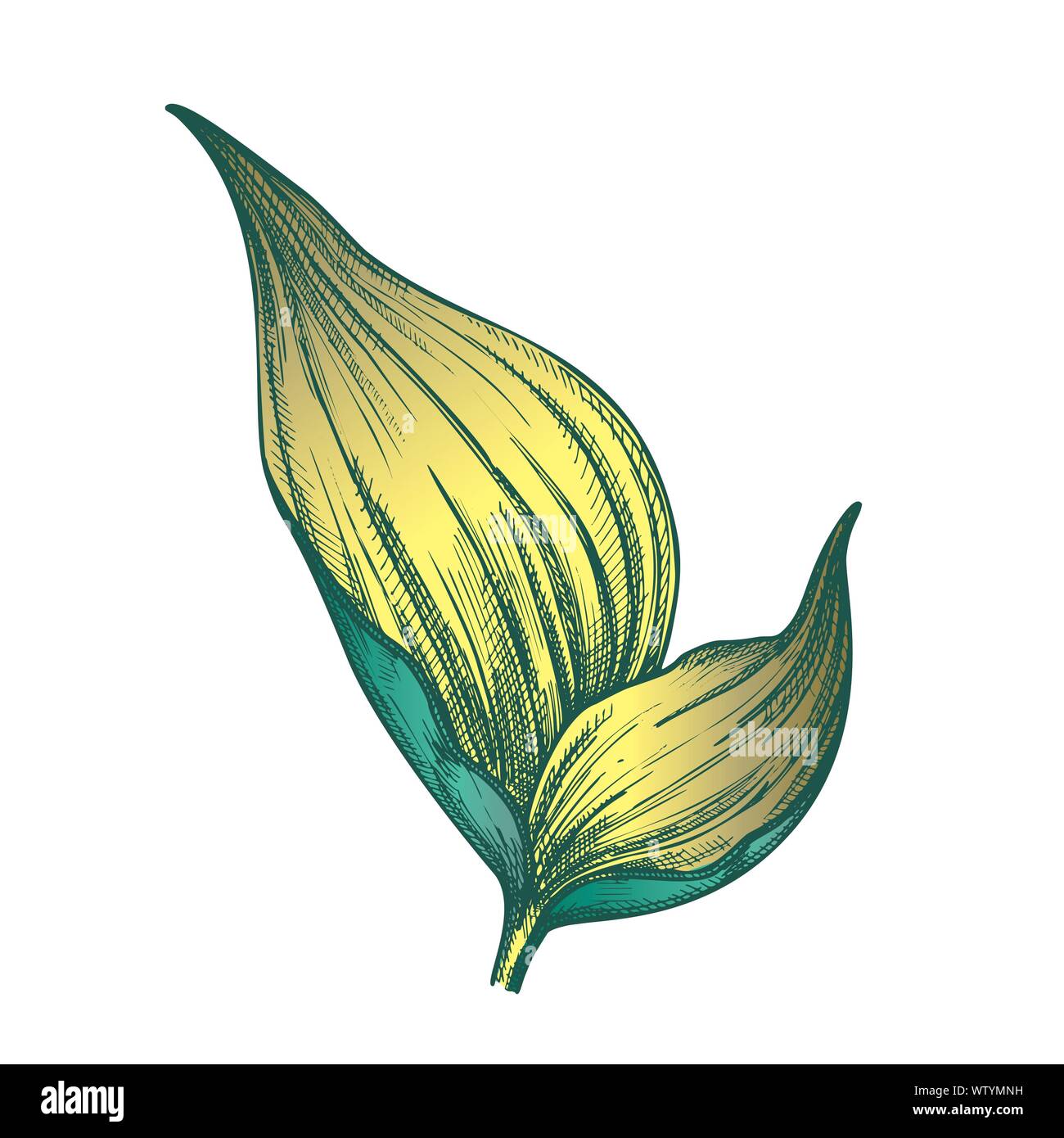 Rhapis Robusta Tropical Leaf Color Hand Drawn Vector Stock Vector