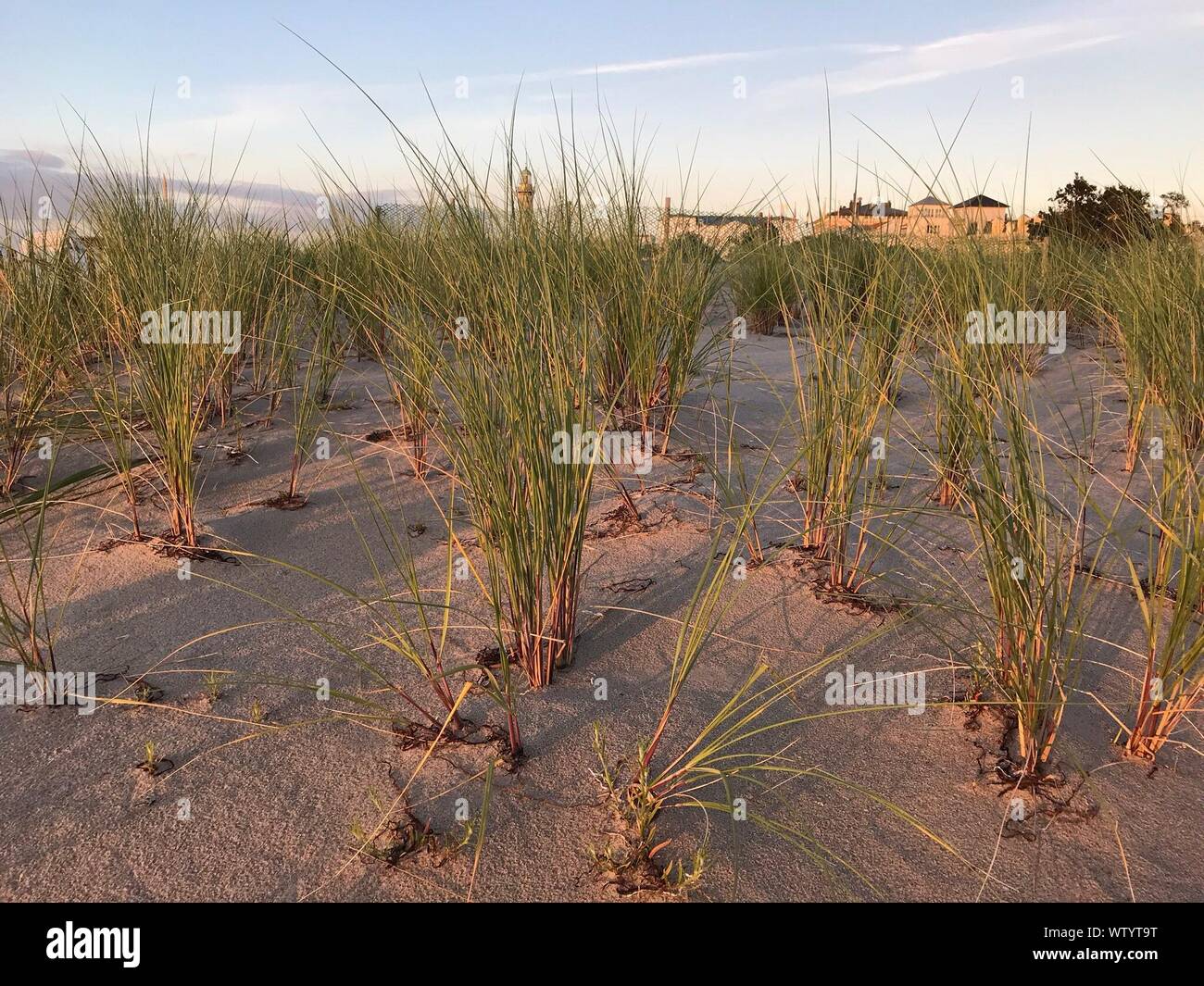 Plants growing in sand hires stock photography and images Alamy