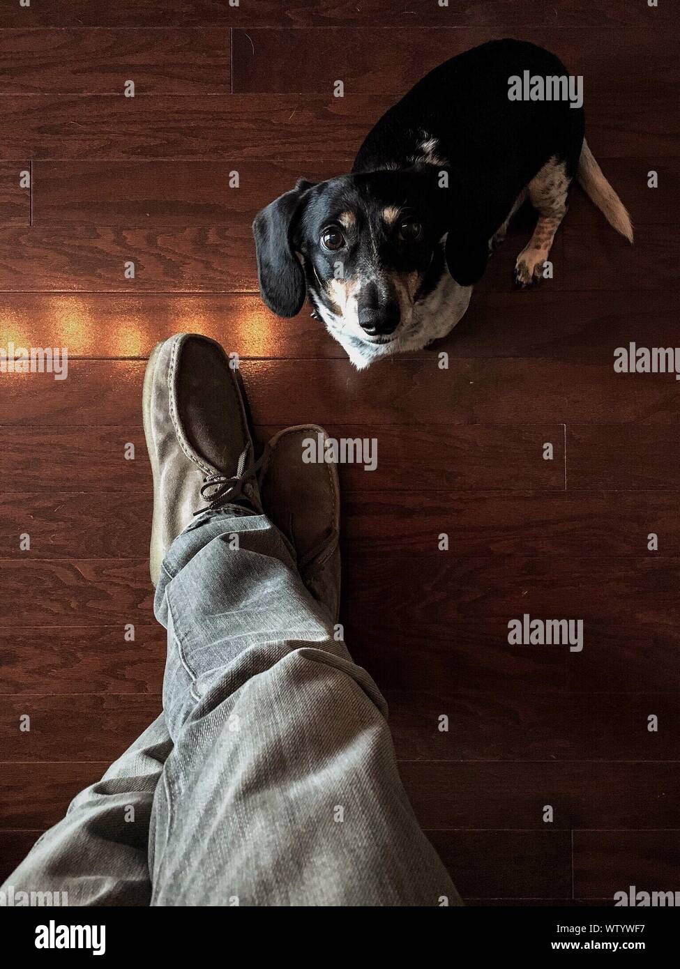 Low Section Of Man With Dog Standing On Hardwood Floor Stock Photo