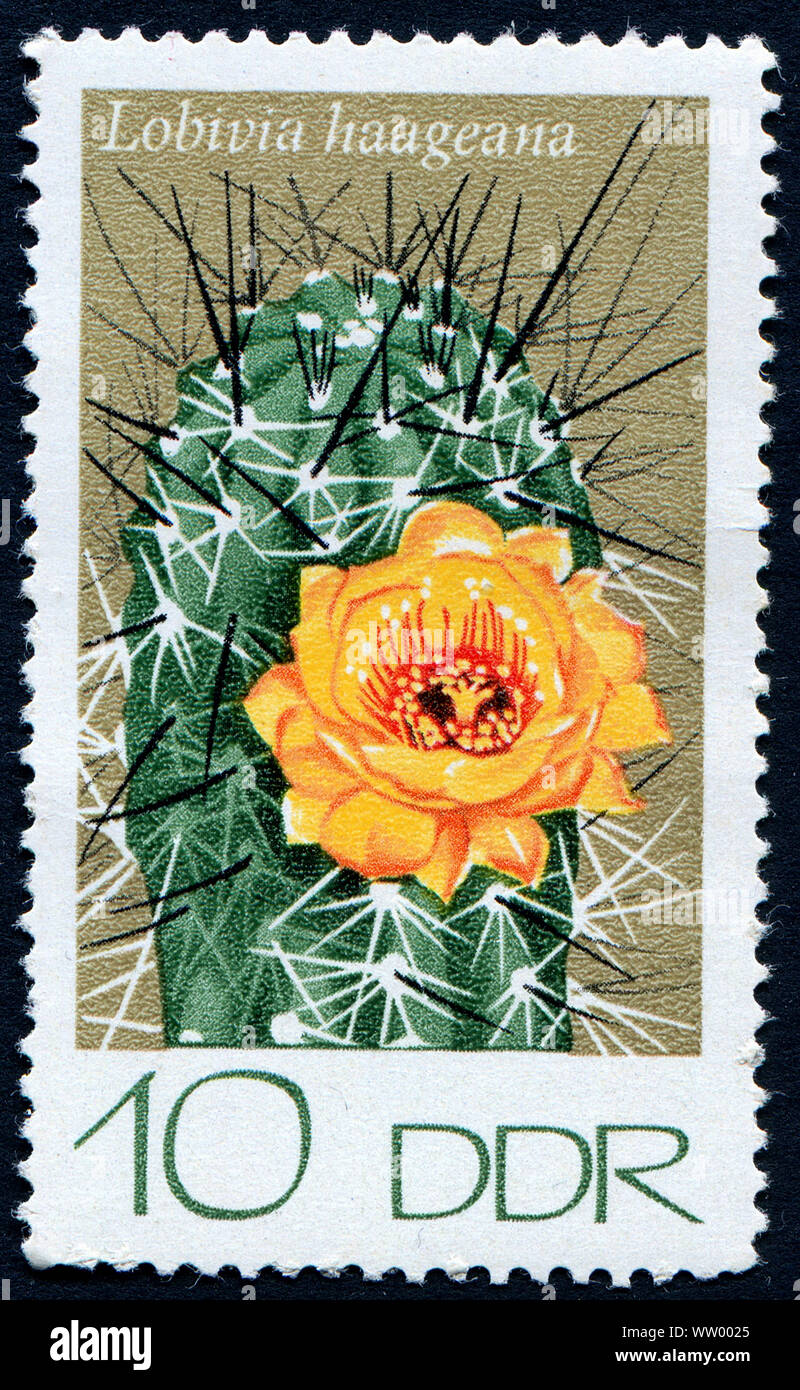 Postage stamp from East Germany showing a  Cactus flower Stock Photo