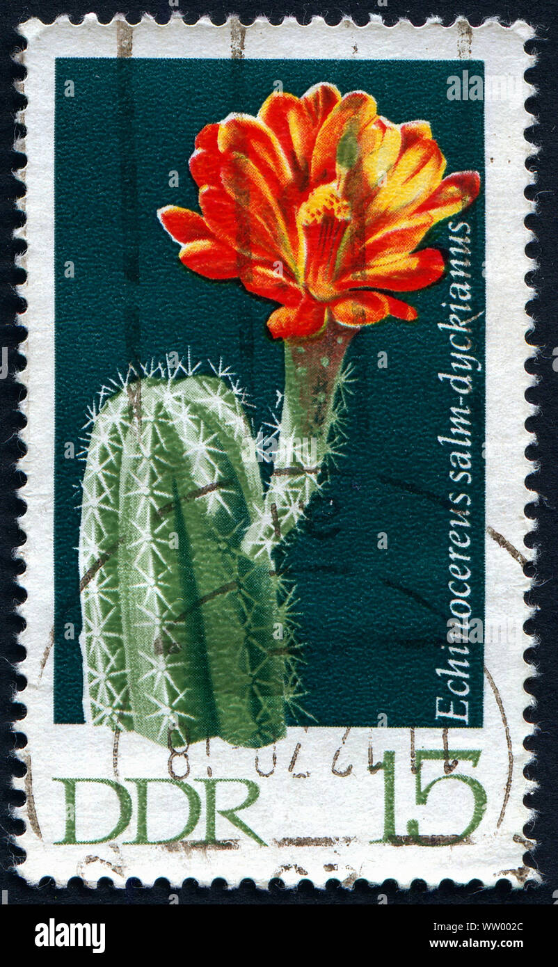 Postage stamp from East Germany showing a Cactus flower Stock Photo - Alamy