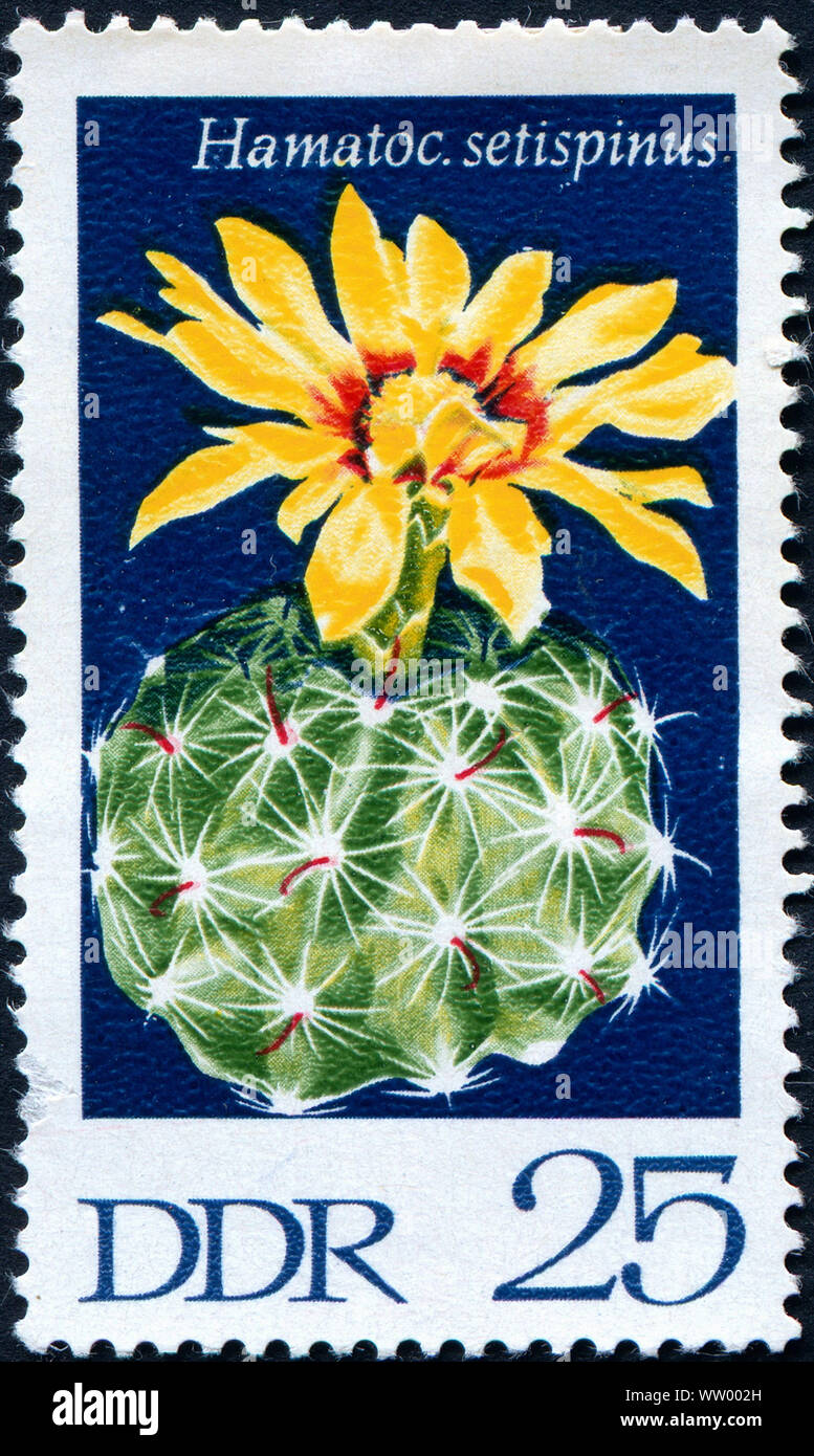 Postage stamp from East Germany depicting a  Cactus flower (Hamatoc.Setispinus) Stock Photo