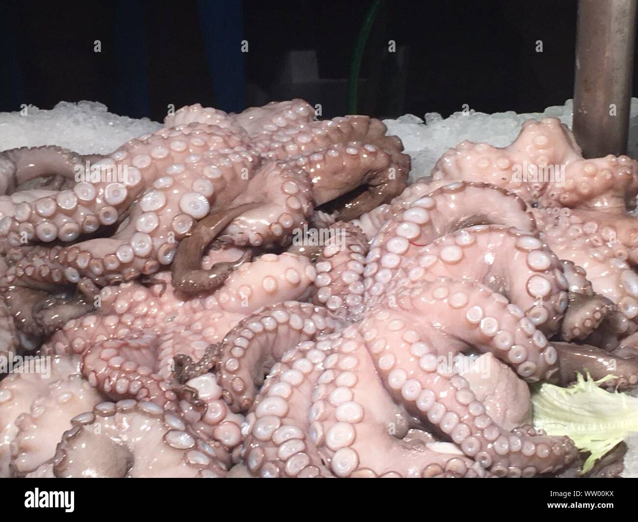 Dead Octopus High Resolution Stock Photography and Images Alamy