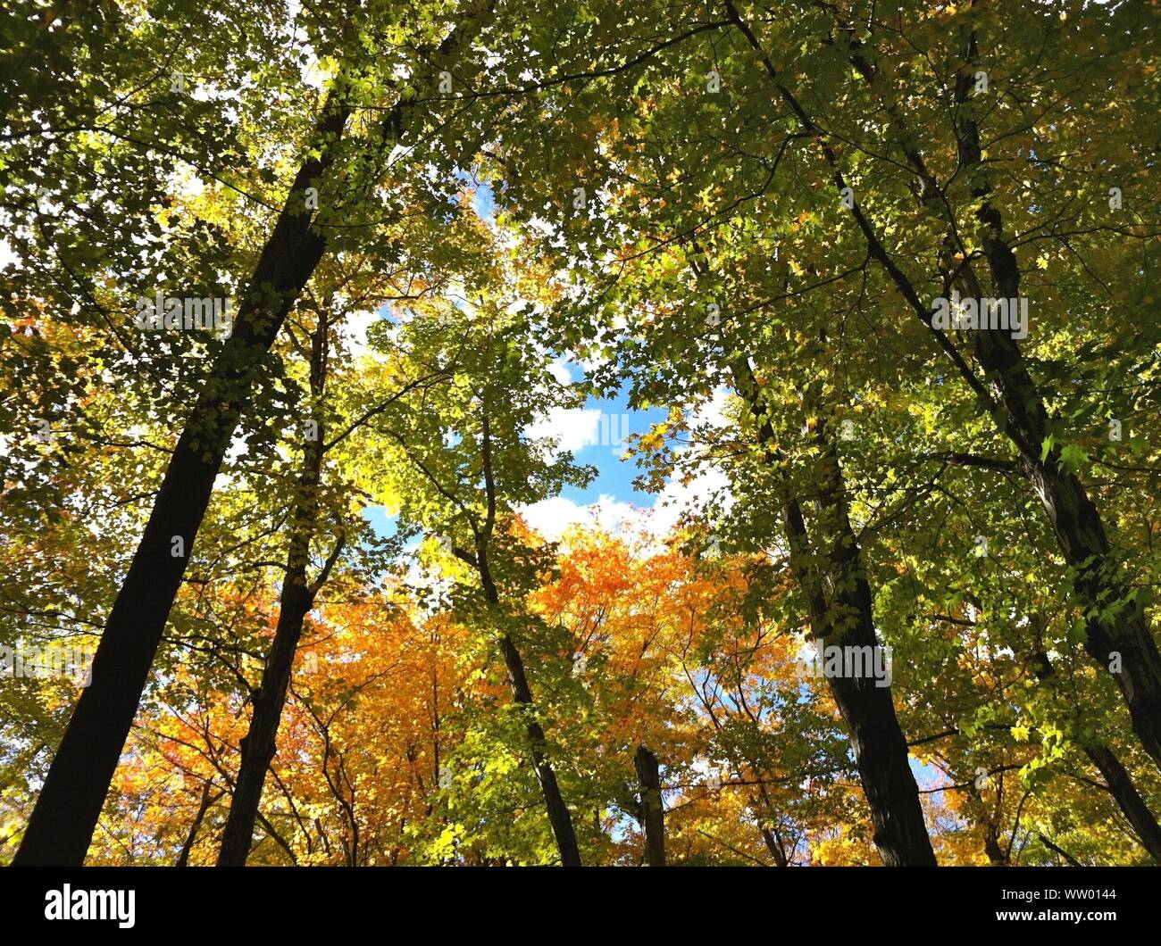 Low Angle View Of Trees In Forest During Autumn Stock Photo