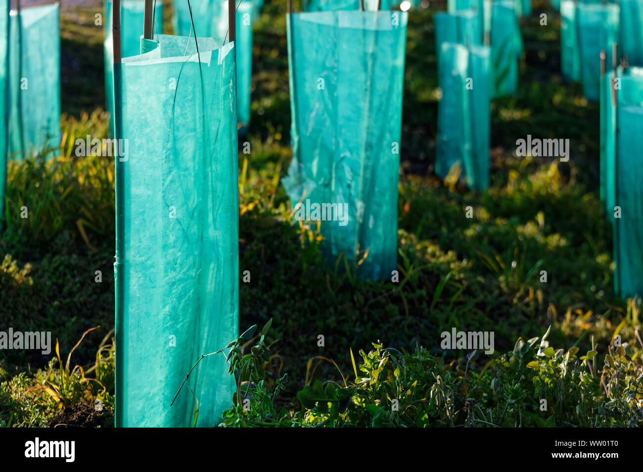 Planting plantings plant plants planted hires stock photography and