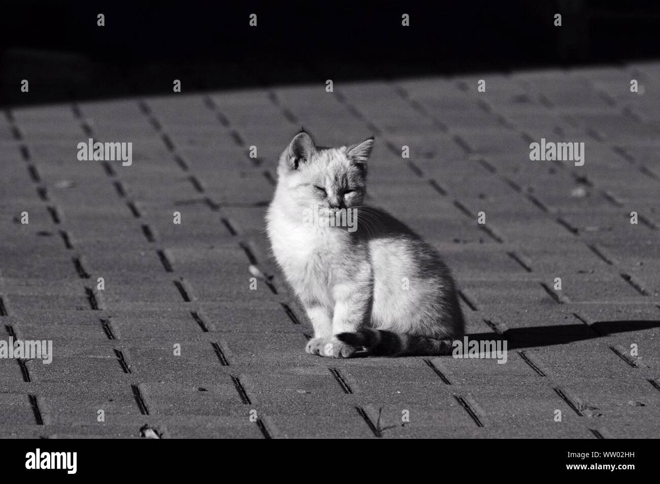 Small Cat On Pavement Stock Photo