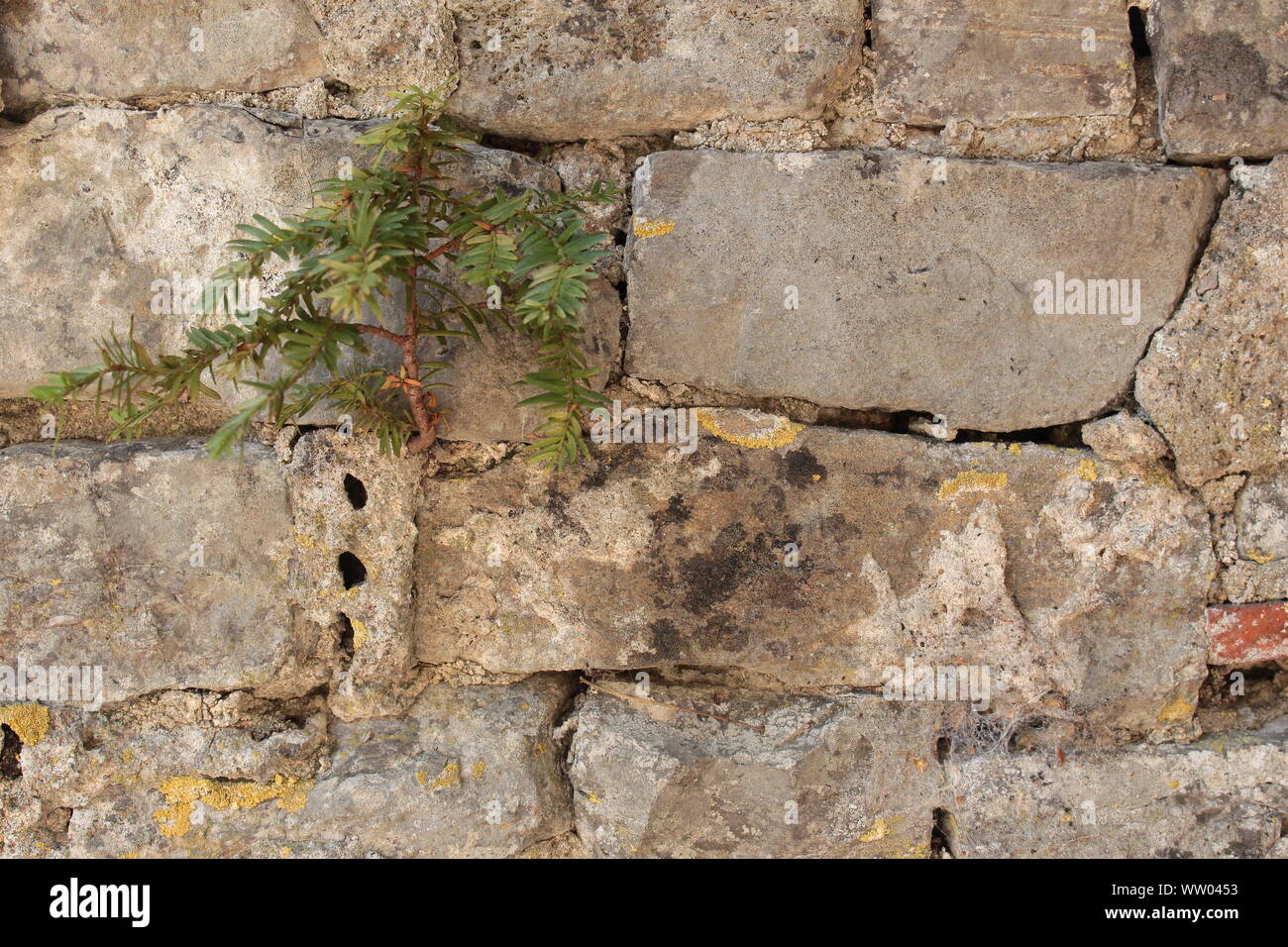 Plant combination summer wall hires stock photography and images Alamy