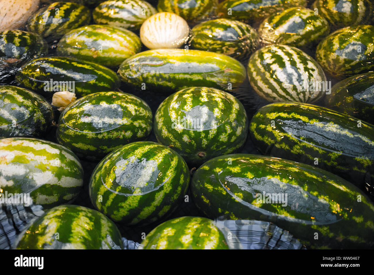 watermelon slice.Many big sweet green watermelons in the water Stock