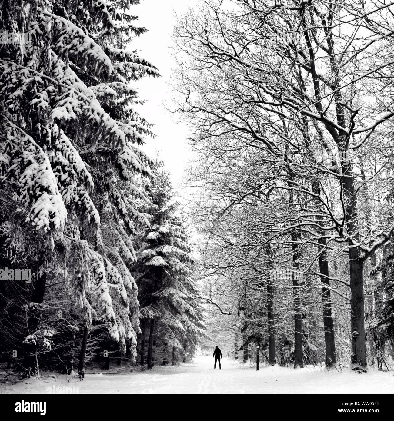 Silhouette Person On Snow Covered Road Along Trees Stock Photo Alamy
