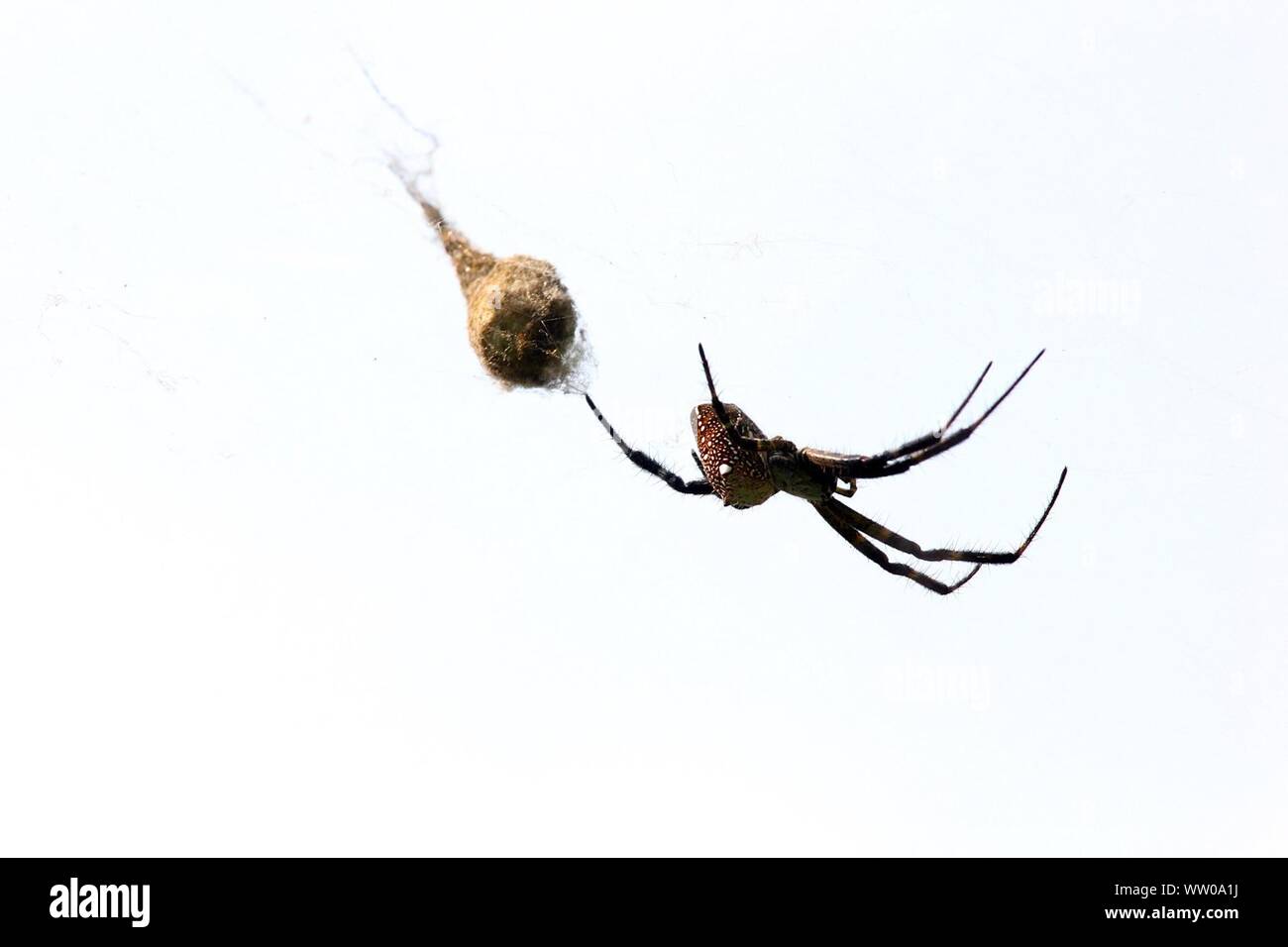 Spider wrapping insect hi-res stock photography and images - Alamy
