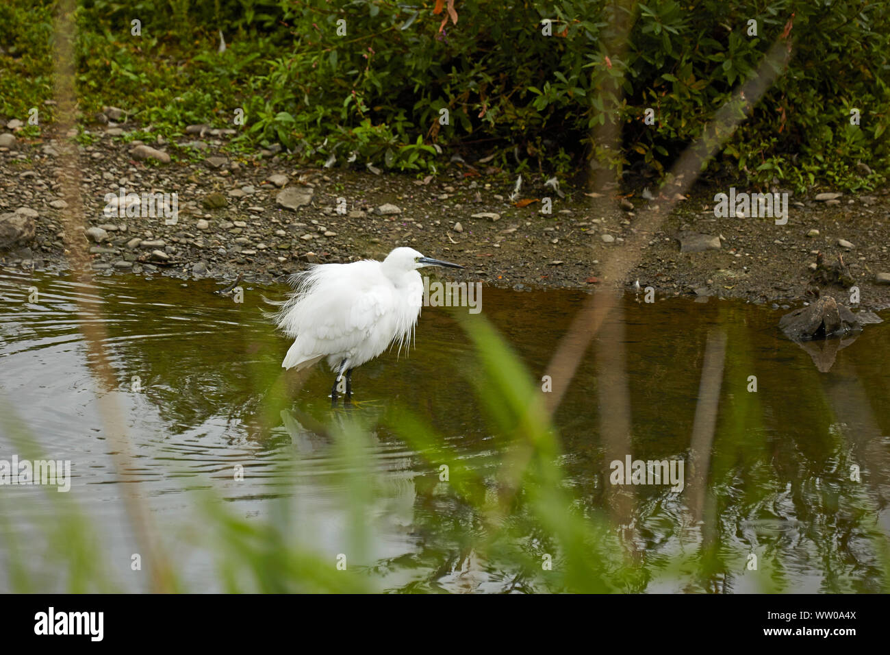 A Little Egret,fishing at the edgeof a lake Stock Photo