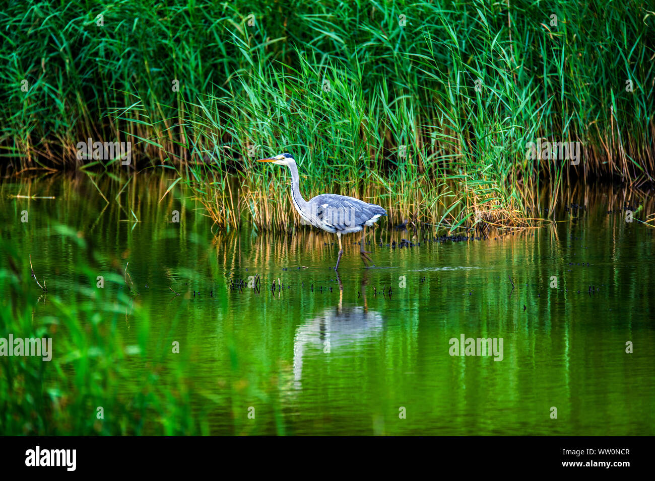 Grey heron (Ardea cinerea) stalking fish at Teifi Pools Nature Reserve near Cardigan, West Wales Stock Photo