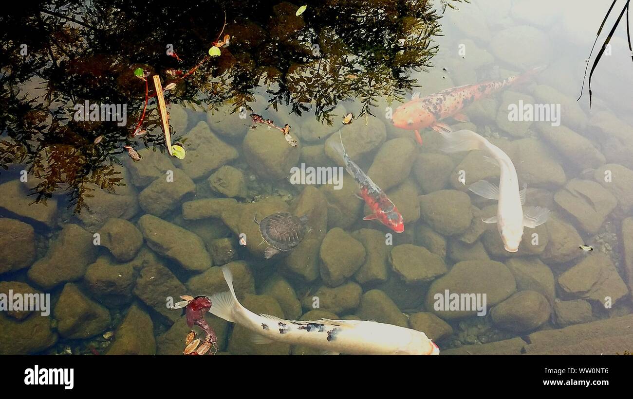 High Angle View Of Koi Carbs Swimming In Lake Stock Photo