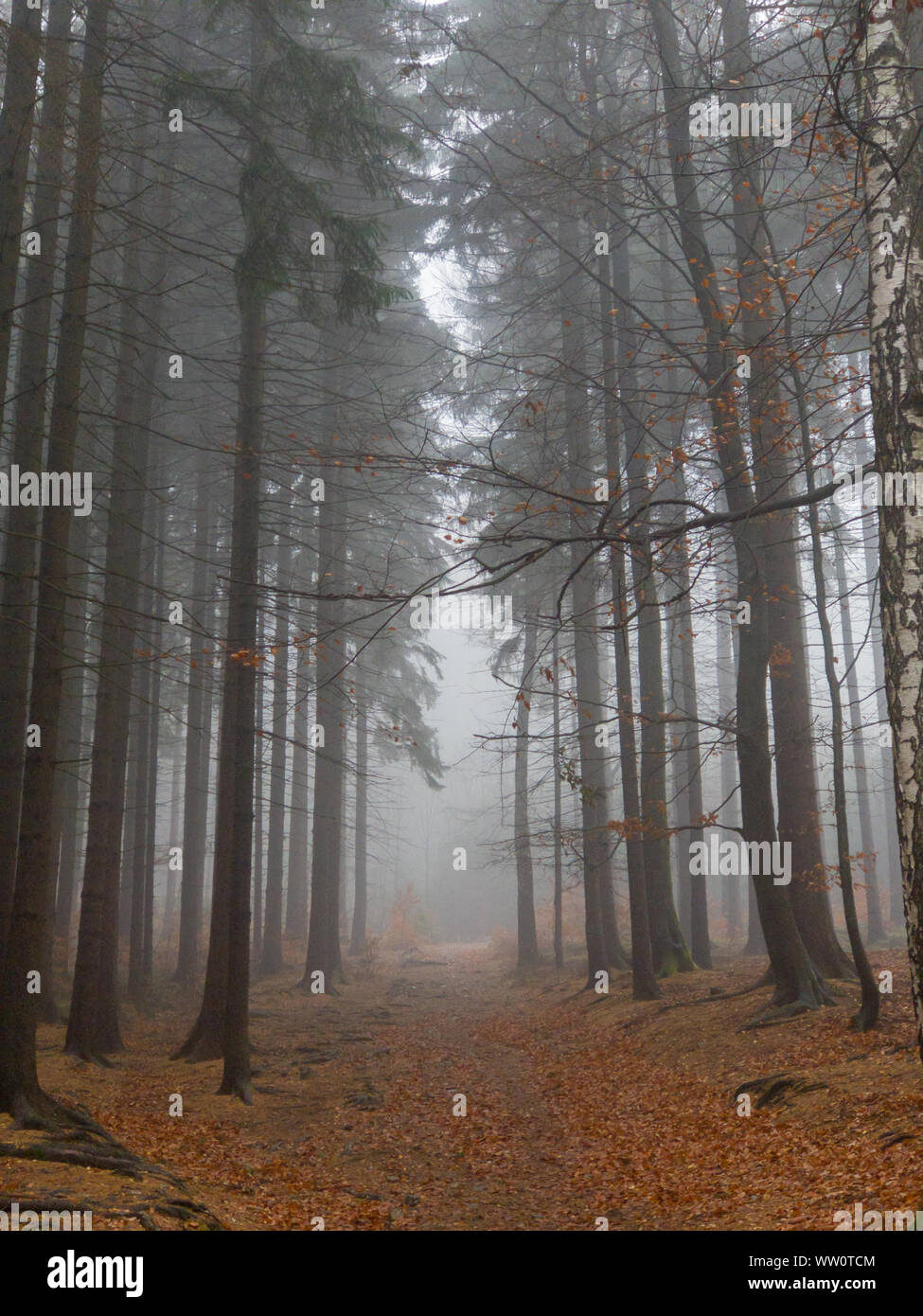 Trees in a forest shrouded in fog Stock Photo - Alamy