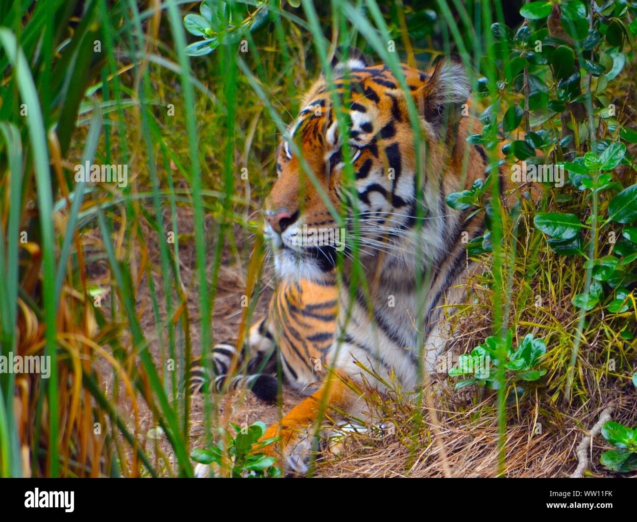 Tiger grass hires stock photography and images Alamy
