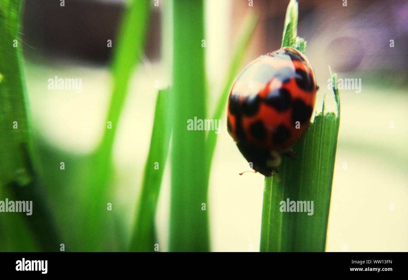 Close-up Of Ladybug Eating Plant Stock Photo