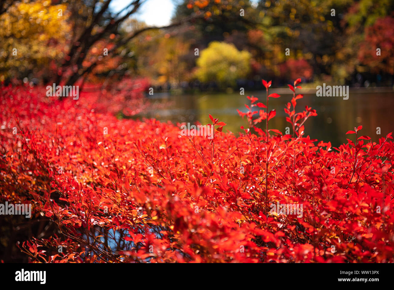 Kumobaike Pond autumn foliage scenery view, multicolor reflecting on ...