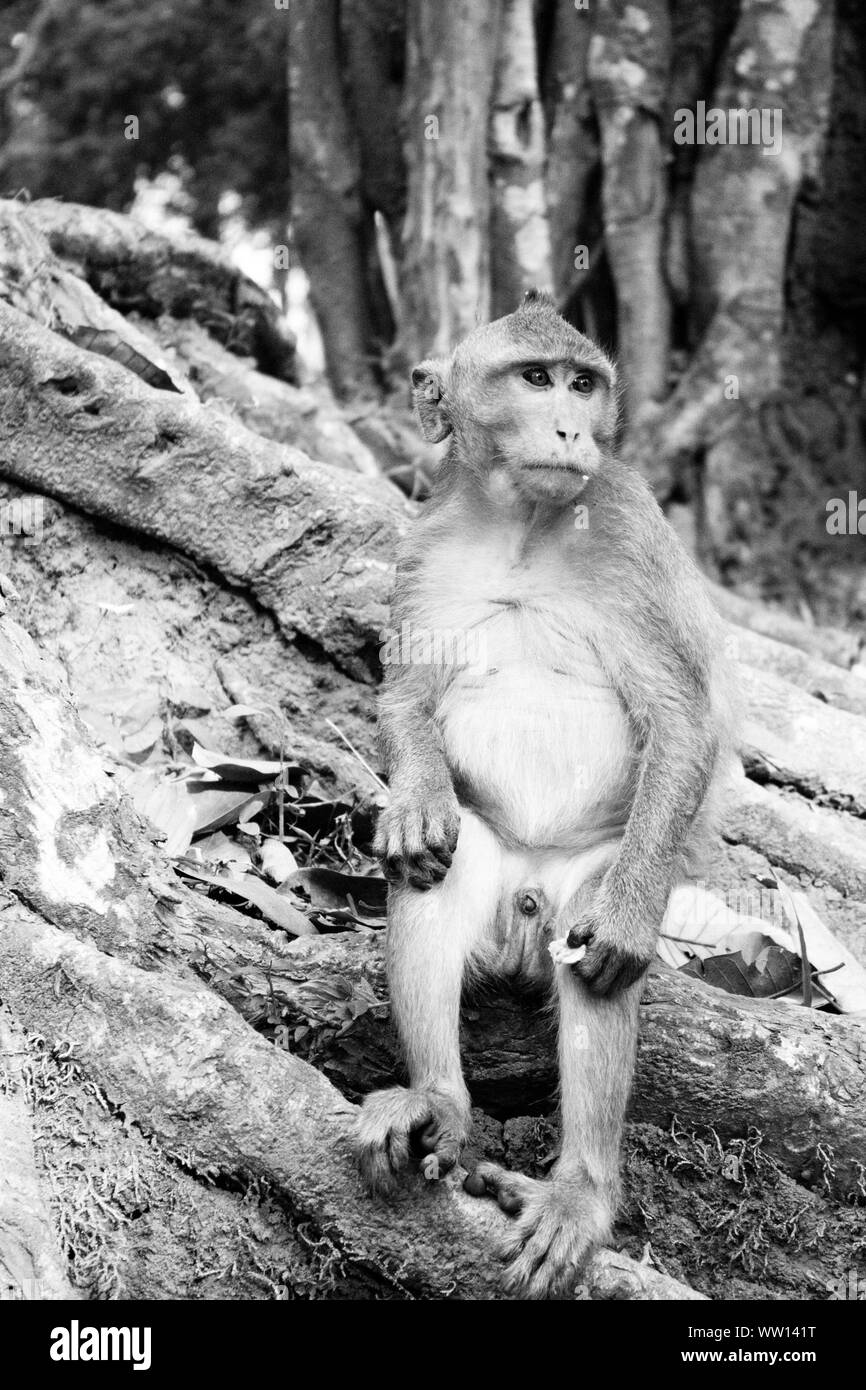Monkey Looking Away At Forest Stock Photo Alamy