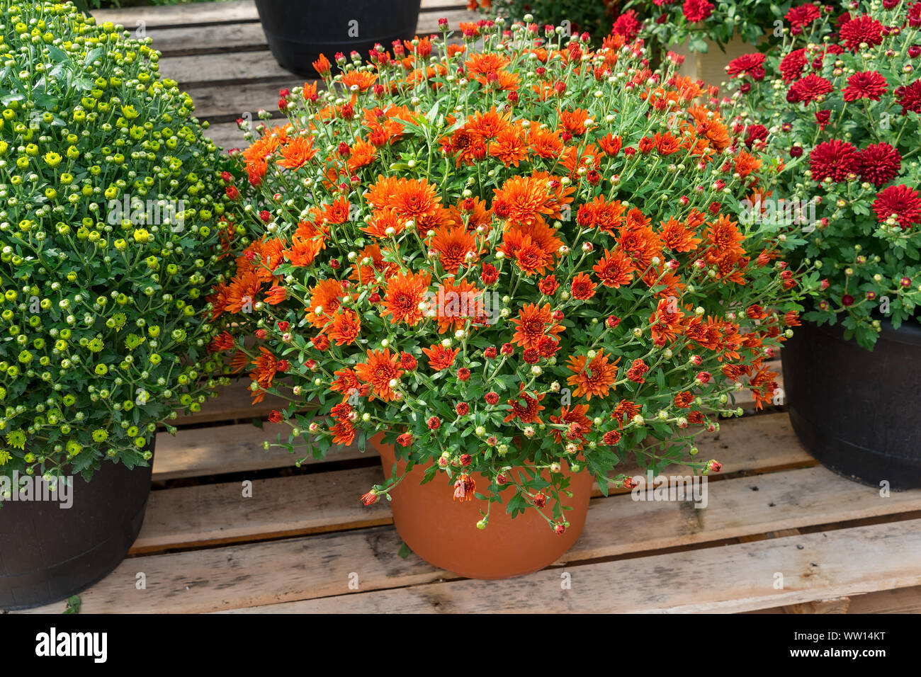 Chrysanthemum plants for autumn displays. Stock Photo