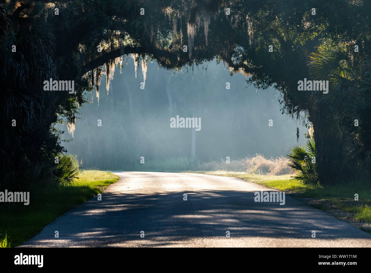 Tunnel of trees at a park in central Florida Stock Photo