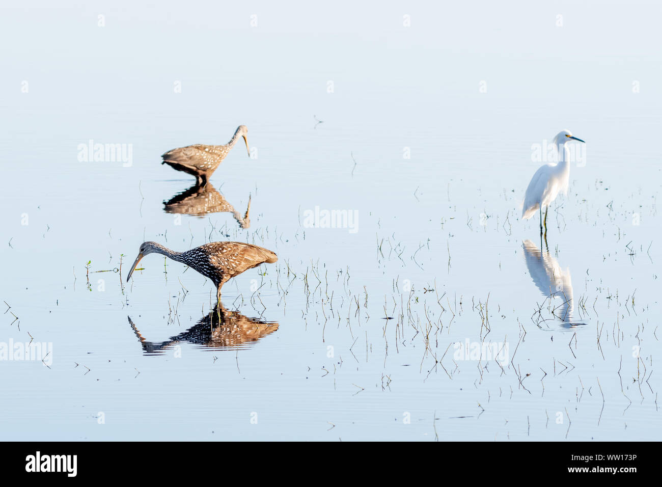 Limpkins and snowy egret wading in the water with reflections Stock Photo