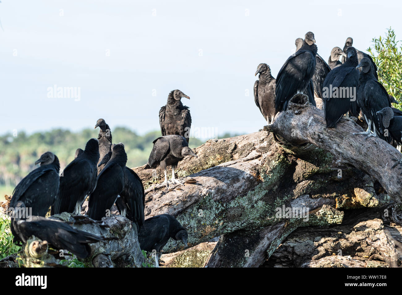 American black vultures... sitting around telling jokes about turkey