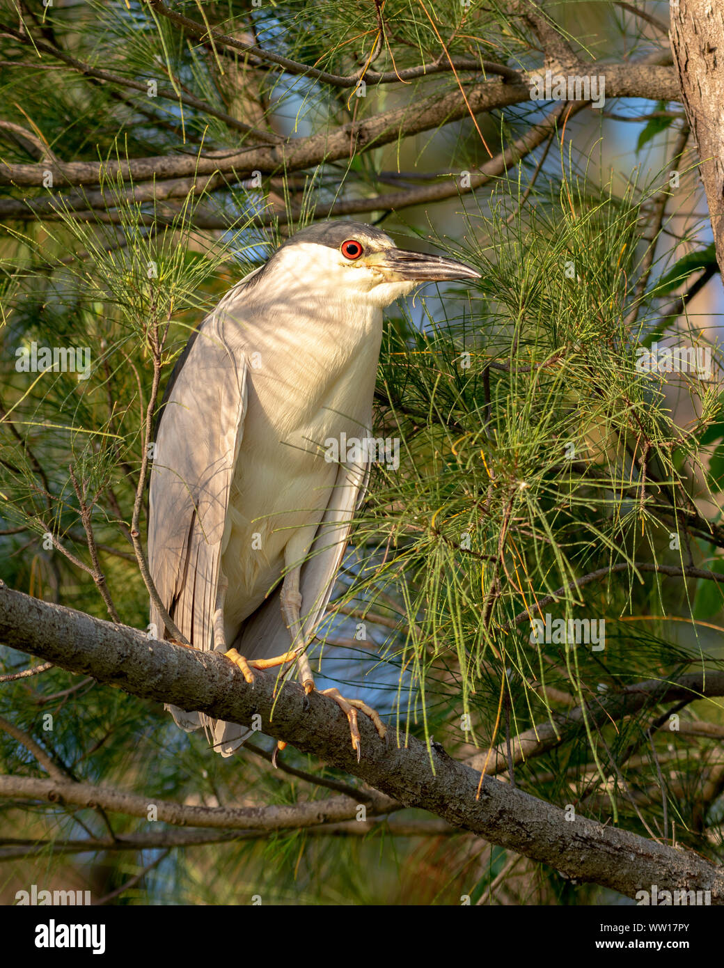 Black crowned night heron perched on a branch Stock Photo