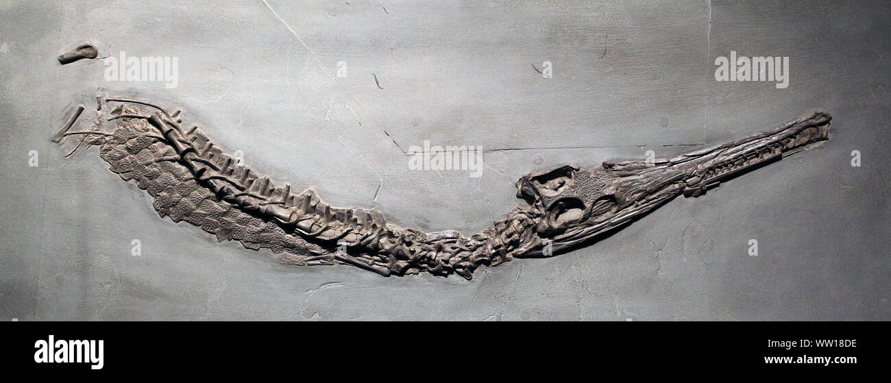 Steneosaurus bollensis.Pelagosaurus typus.crocodile like creature in the Jurassis seas.armour plated.paddle shaped feet.lousy swimmer.Jura Germany Stock Photo