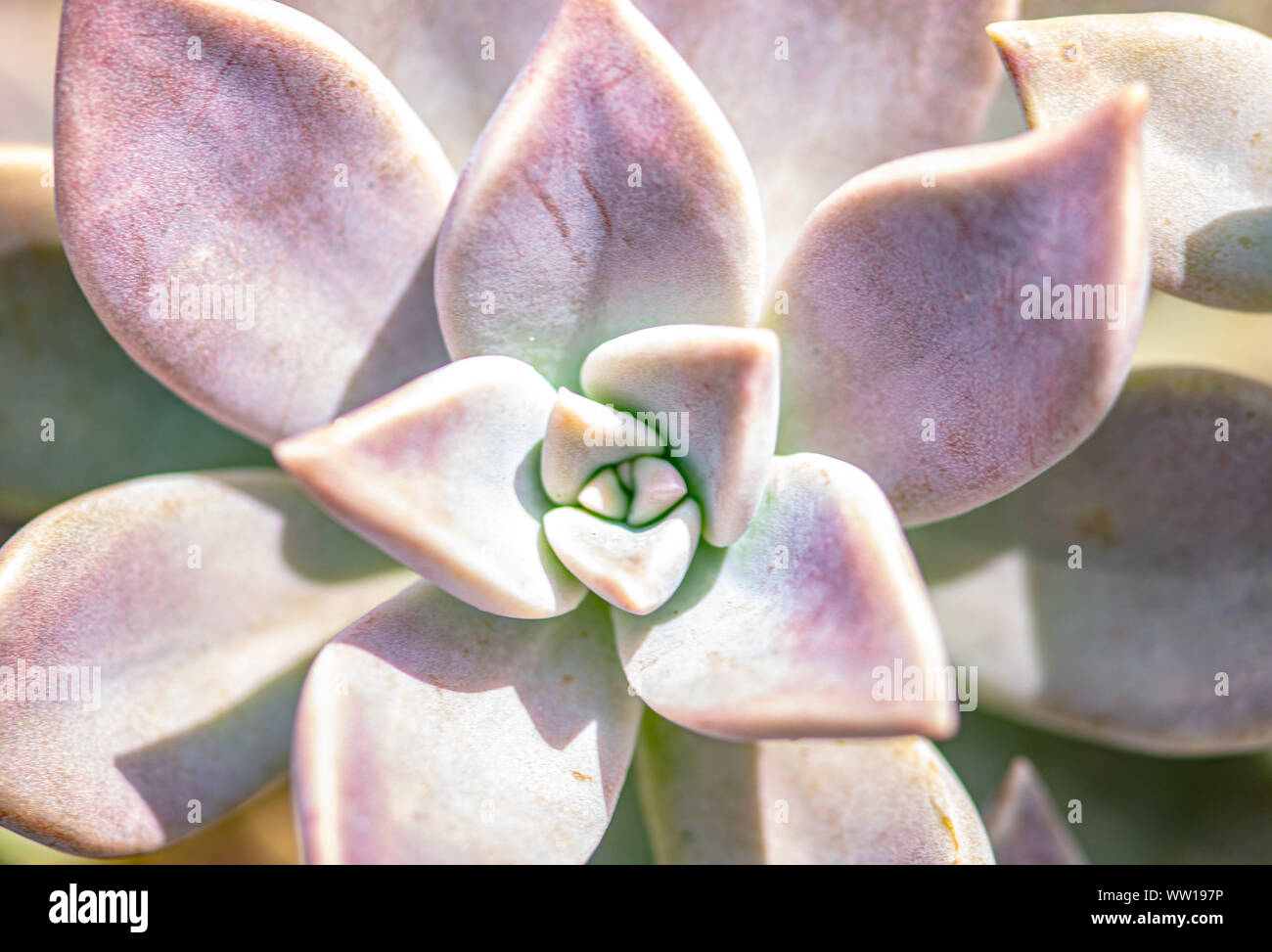 Outdoor pink succulent growing in the garden Florida Stock Photo Alamy