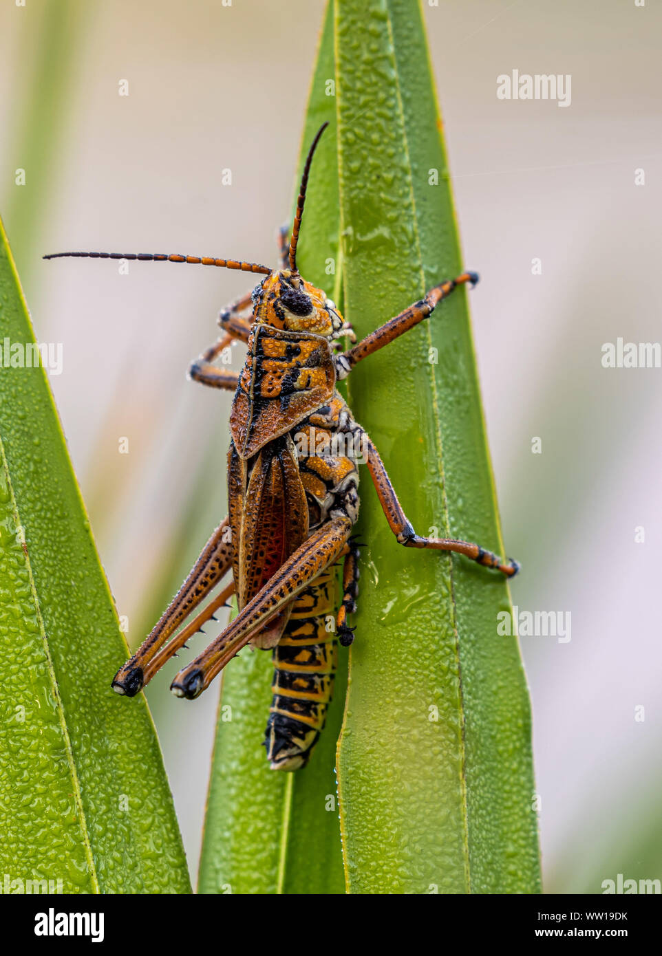 Orange lubber grasshopper on plant blades Stock Photo
