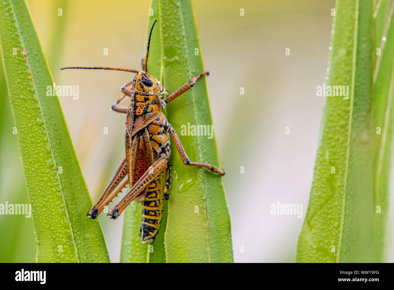Orange lubber grasshopper on plant blades Stock Photo