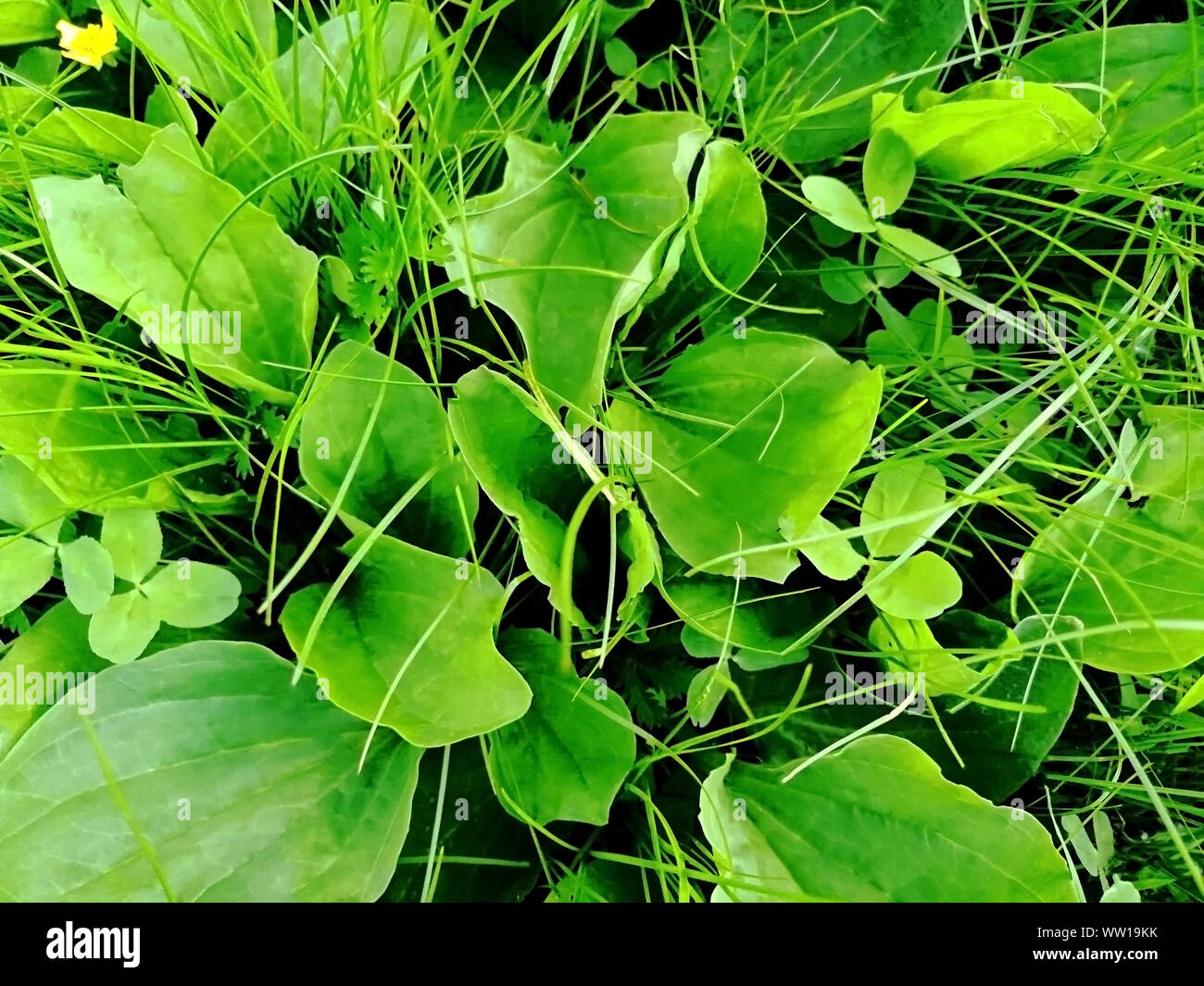 background Wallpaper narrow blades of grass, clover, plantain Stock Photo
